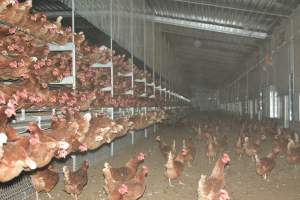 Cage free egg farm - Captured at Days Eggs, Lower Light SA Australia.