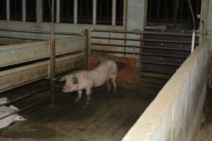 Unwell pig - Captured at Lindham Piggery, Wild Horse Plains SA Australia.