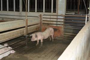 Unwell pig - Captured at Lindham Piggery, Wild Horse Plains SA Australia.