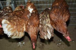 Cage free egg farm - Captured at Days Eggs, Lower Light SA Australia.