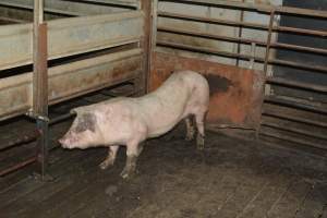 Unwell pig - Captured at Lindham Piggery, Wild Horse Plains SA Australia.