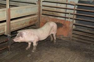 Unwell pig - Captured at Lindham Piggery, Wild Horse Plains SA Australia.