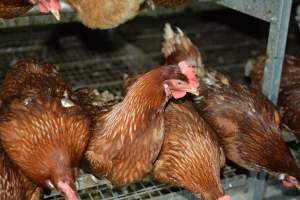 Cage free egg farm - Captured at Days Eggs, Lower Light SA Australia.