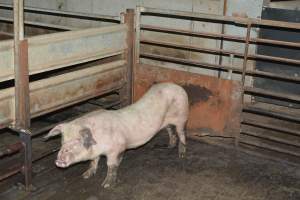 Unwell pig - Captured at Lindham Piggery, Wild Horse Plains SA Australia.