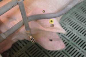 Farrowing crates - Captured at Lindham Piggery, Wild Horse Plains SA Australia.