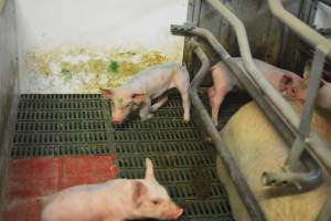 Farrowing crates - Captured at Lindham Piggery, Wild Horse Plains SA Australia.