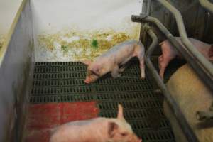 Farrowing crates - Captured at Lindham Piggery, Wild Horse Plains SA Australia.