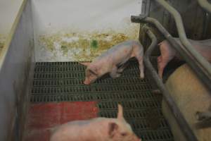 Farrowing crates - Captured at Lindham Piggery, Wild Horse Plains SA Australia.