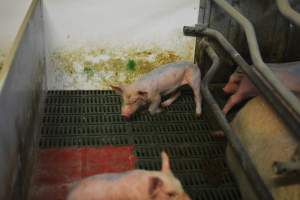 Farrowing crates - Captured at Lindham Piggery, Wild Horse Plains SA Australia.