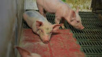 Farrowing crates - Captured at Lindham Piggery, Wild Horse Plains SA Australia.