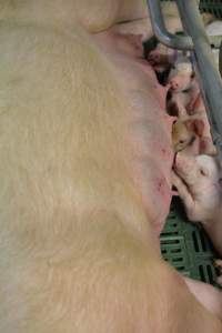 Farrowing crates - Captured at Lindham Piggery, Wild Horse Plains SA Australia.