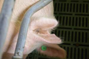 Sow in farrowing crates - Captured at Lindham Piggery, Wild Horse Plains SA Australia.