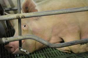 Sow in farrowing crates - Captured at Lindham Piggery, Wild Horse Plains SA Australia.