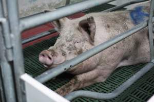 Sow in farrowing crates - Captured at Lindham Piggery, Wild Horse Plains SA Australia.