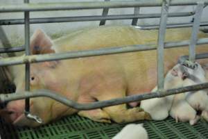 Sow in farrowing crates - Captured at Lindham Piggery, Wild Horse Plains SA Australia.