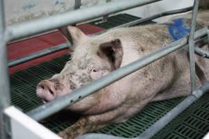 Sow in farrowing crates - Captured at Lindham Piggery, Wild Horse Plains SA Australia.