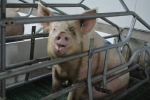 Sow in farrowing crates - Captured at Lindham Piggery, Wild Horse Plains SA Australia.