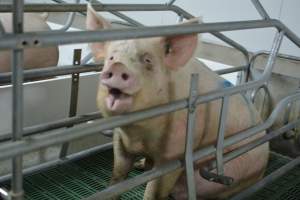 Sow in farrowing crates - Captured at Lindham Piggery, Wild Horse Plains SA Australia.