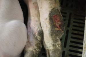 Sow with leg injury - Captured at Lindham Piggery, Wild Horse Plains SA Australia.