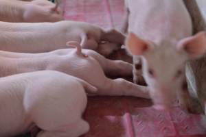 Piglets in farrowing crates - Captured at Lindham Piggery, Wild Horse Plains SA Australia.