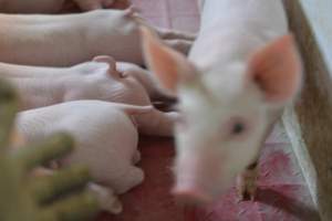 Farrowing crates - Captured at Lindham Piggery, Wild Horse Plains SA Australia.