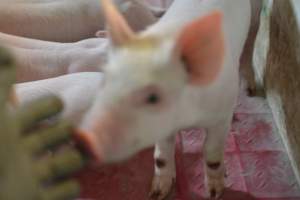 Farrowing crates - Captured at Lindham Piggery, Wild Horse Plains SA Australia.