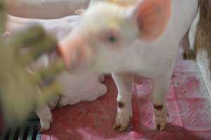 Piglet in farrowing crates - Captured at Lindham Piggery, Wild Horse Plains SA Australia.