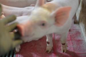 Piglet in farrowing crates - Captured at Lindham Piggery, Wild Horse Plains SA Australia.