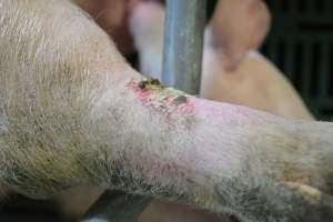 Sow injury - Captured at Lindham Piggery, Wild Horse Plains SA Australia.