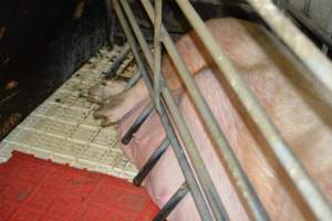 Sow in farrowing crates - Captured at Dublin Piggery, Dublin SA Australia.