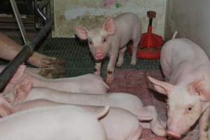 Pressure sore on piglet - Captured at Lindham Piggery, Wild Horse Plains SA Australia.