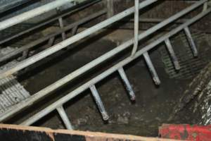 Farrowing crates - Captured at Dublin Piggery, Dublin SA Australia.