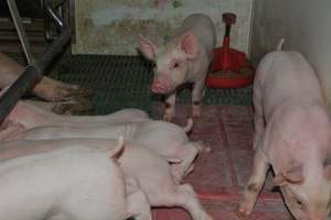 Pressure sore on piglet - Captured at Lindham Piggery, Wild Horse Plains SA Australia.