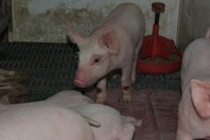 Pressure sore on piglet - Captured at Lindham Piggery, Wild Horse Plains SA Australia.