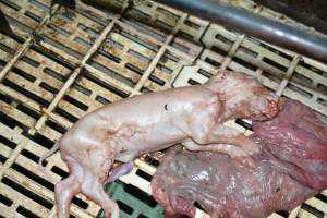 Still born piglets - Captured at Dublin Piggery, Dublin SA Australia.