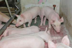 Farrowing crates - Captured at Lindham Piggery, Wild Horse Plains SA Australia.