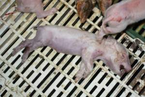 Dead piglet - Captured at Dublin Piggery, Dublin SA Australia.