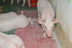 Farrowing crates - Captured at Lindham Piggery, Wild Horse Plains SA Australia.