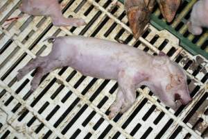 Dead piglet - Captured at Dublin Piggery, Dublin SA Australia.