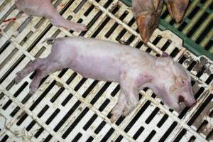 Dead piglet - Captured at Dublin Piggery, Dublin SA Australia.