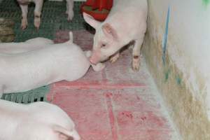 Pressure sore on piglet - Captured at Lindham Piggery, Wild Horse Plains SA Australia.