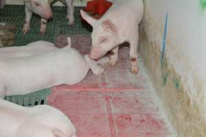 Pressure sore on piglet - Captured at Lindham Piggery, Wild Horse Plains SA Australia.