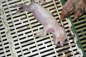 Dead piglet - Captured at Dublin Piggery, Dublin SA Australia.