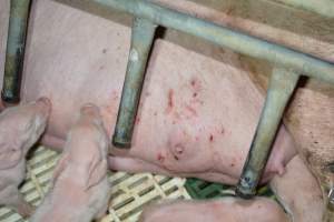 Farrowing crates - Captured at Dublin Piggery, Dublin SA Australia.