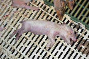 Dead piglet - Captured at Dublin Piggery, Dublin SA Australia.