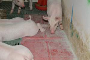 Pressure sore on piglet - Captured at Lindham Piggery, Wild Horse Plains SA Australia.