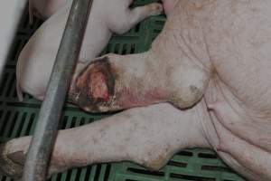 Injury on sow - Captured at Lindham Piggery, Wild Horse Plains SA Australia.