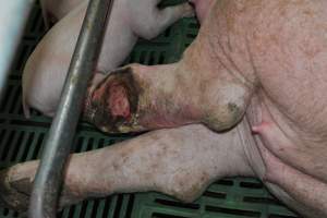 Injury on sow - Captured at Lindham Piggery, Wild Horse Plains SA Australia.