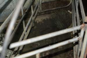 Farrowing crates - Captured at Dublin Piggery, Dublin SA Australia.