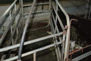 Farrowing crates - Captured at Dublin Piggery, Dublin SA Australia.